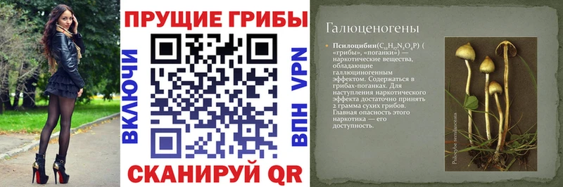Галлюциногенные грибы Psilocybe  как найти   Магадан 